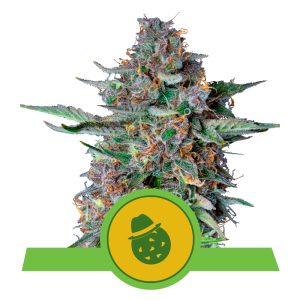 Do-Si-Dos USA | Autoflower - RQS