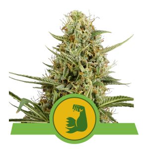 Hulkberry USA | Autoflower - RQS