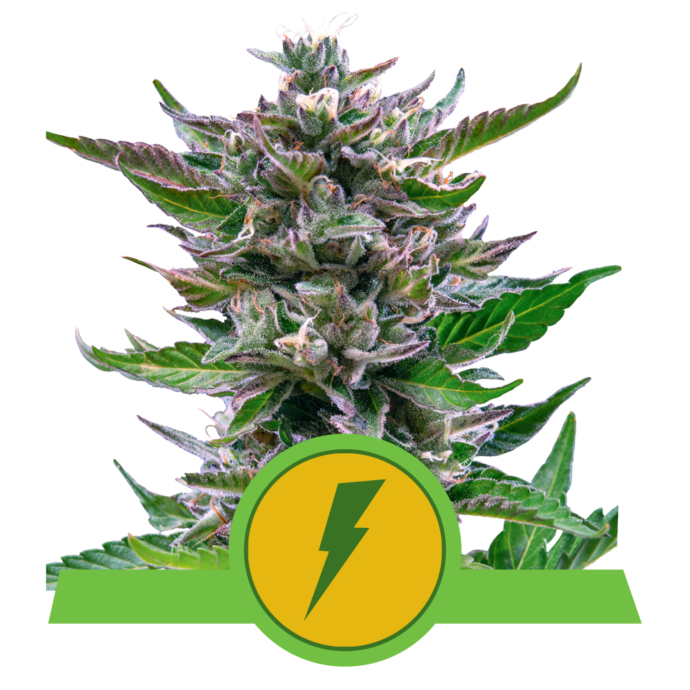 North Thunderfuck USA | Autoflower - RQS