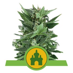 Royal Kush Automatic | Autoflower - RQS