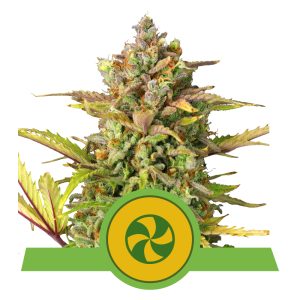 Sweet ZZ USA | Autoflower - RQS