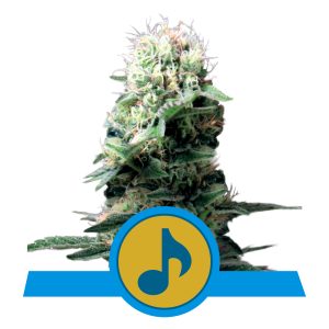 Dance World | CBD - RQS