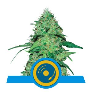 Joanne's CBD | CBD - RQS