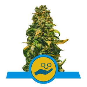 Solomatic Automatic | CBD - RQS