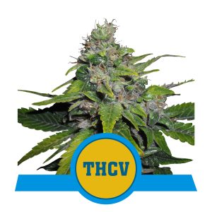 Royal THCV | CBD - RQS