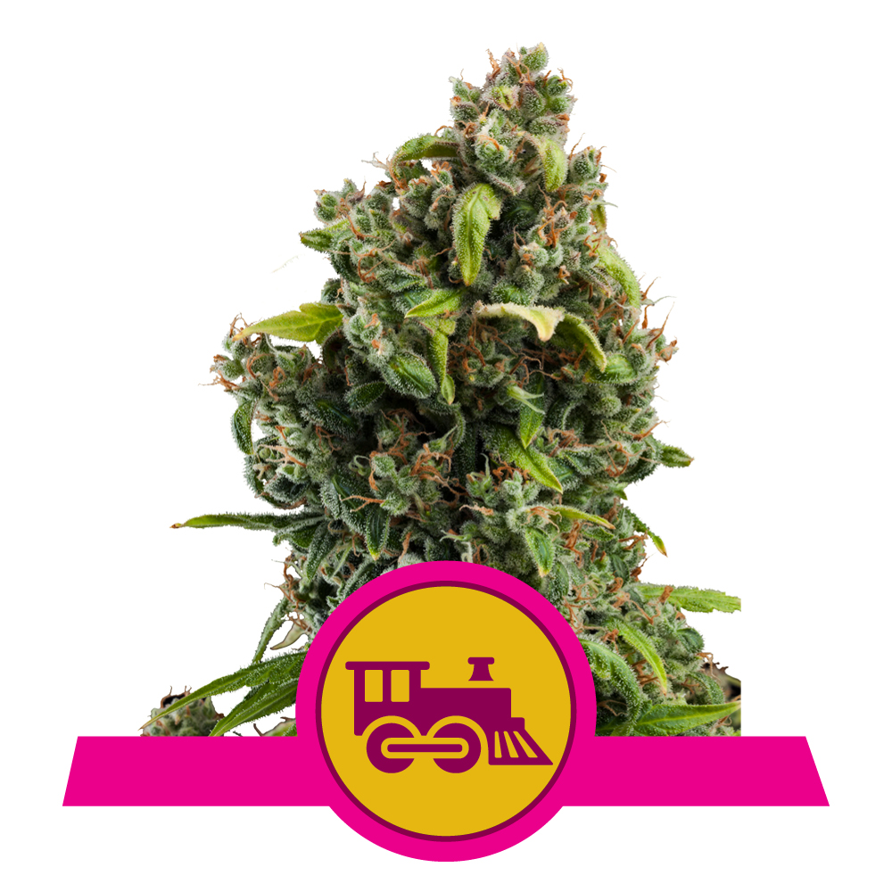 Candy Kush Express Fast | Feminized - RQS