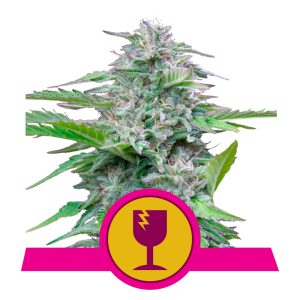 Critical | Feminized - RQS