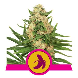 Fat Banana USA  | Feminized - RQS