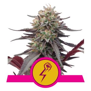 Green Crack Punch USA  | Feminized - RQS