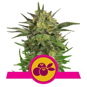 Haze Berry | Feminized - RQS