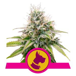 Kali Dog | Feminized - RQS