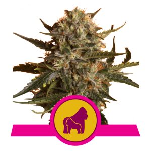 Mother Gorilla (Voorheen Royal Madre) | Feminized - RQS