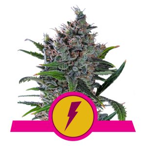 North Thunderfuck USA  | Feminized - RQS