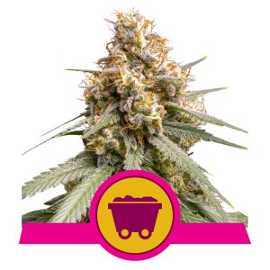 Shining Silver Haze | Feminized - RQS