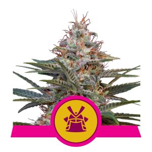 Shogun  | Feminized - RQS