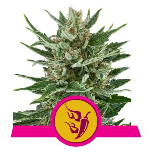 Speedy Chile Fast | Feminized - RQS