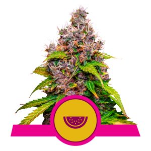 Watermelon USA  | Feminized - RQS
