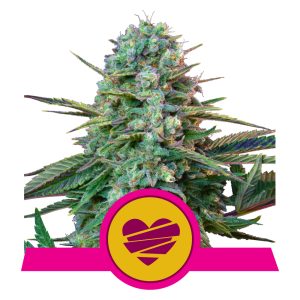 Wedding Crasher USA  | Feminized - RQS