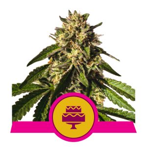 Wedding Gelato USA  | Feminized - RQS