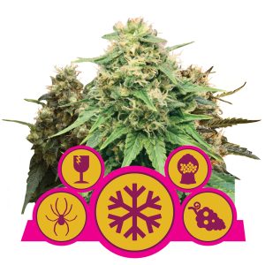 Feminzed Mix | Feminized - RQS