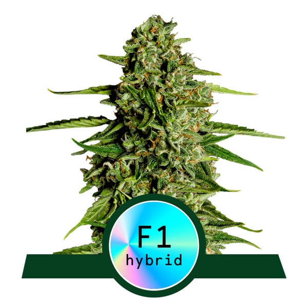 Medusa F1 | Royal Queen Seeds