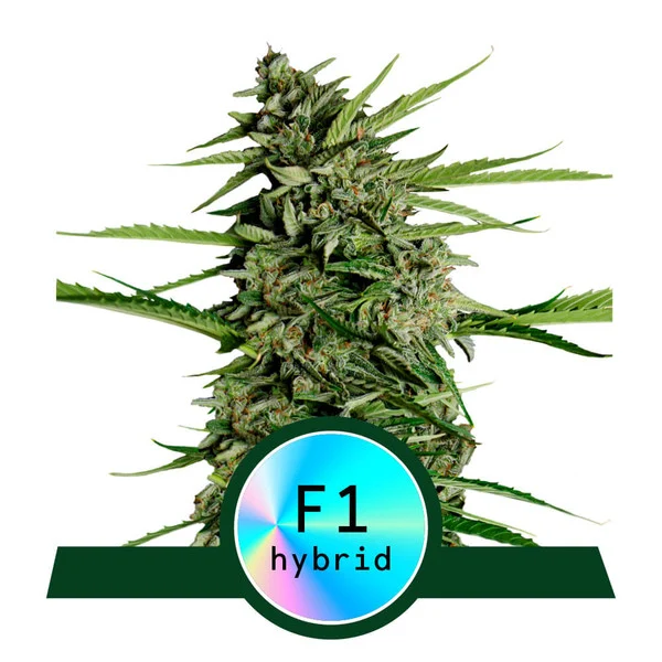 Orion F1 | Royal Queen Seeds