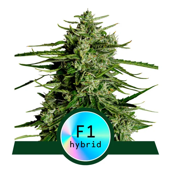 Titan F1 | Royal Queen Seeds